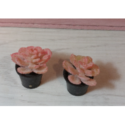 1:6 scale dolls. Lot of 2 decorative cacti