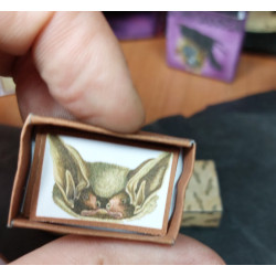 1:12 doll house. Box with illustrations of bats.