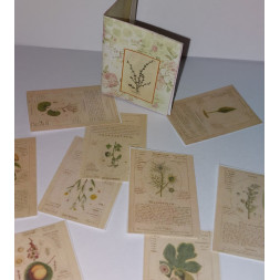 Doll Houses 1:12. Folder with illustrations MEDICINAL PLANTS